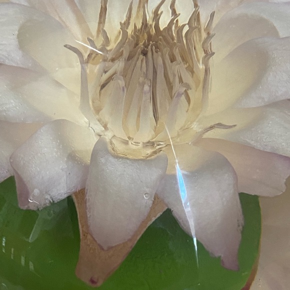 Vintage Lucite Dried Flower Domed Desk Paperweight Clear Plastic Acrylic Decor - Picture 6 of 14